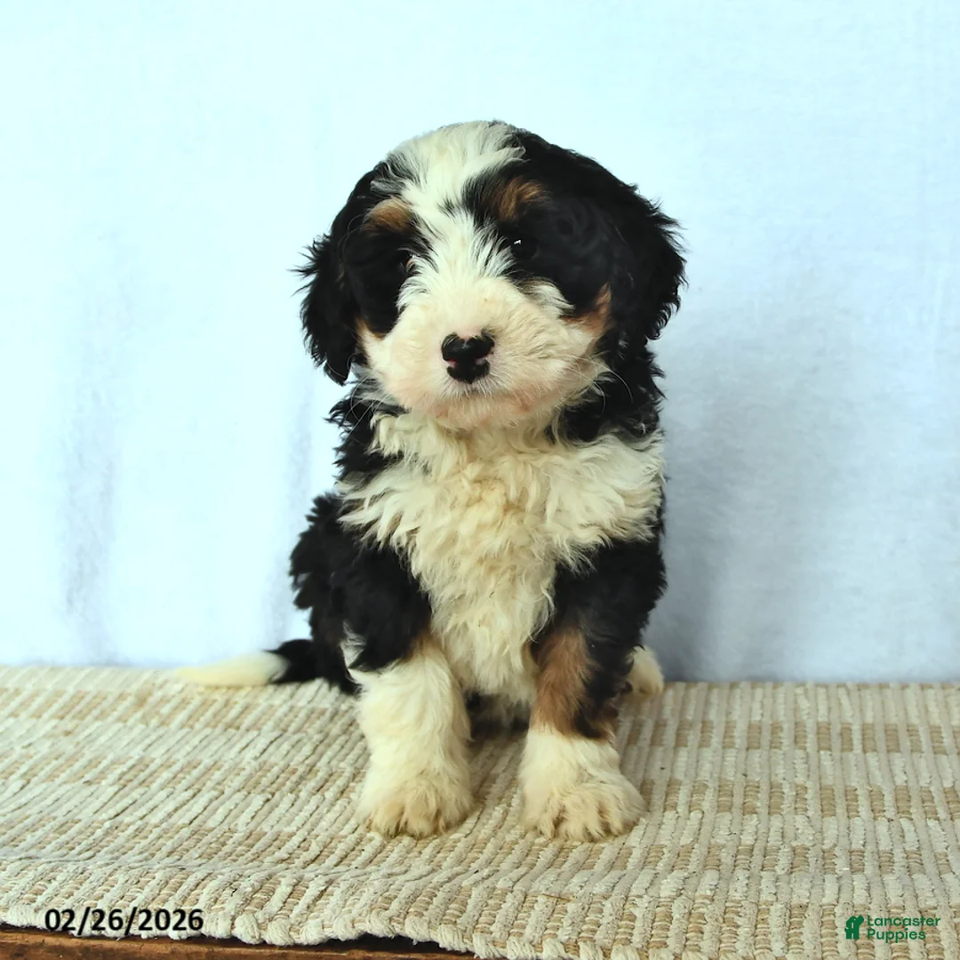 Mini Bernedoodle dogs for sale: Diamond - Ad 2