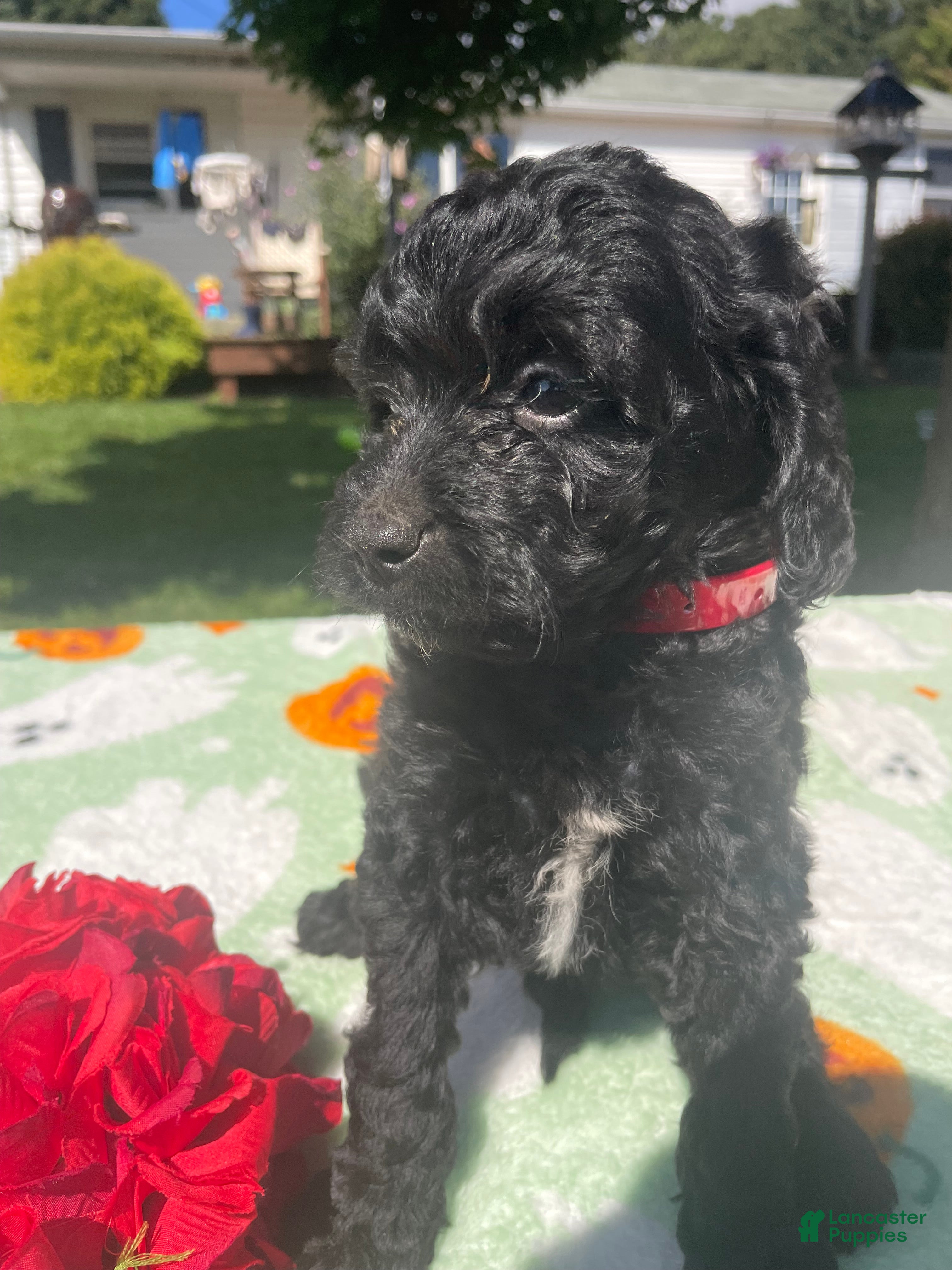 Cavapoo dogs Scooter - Ad 2