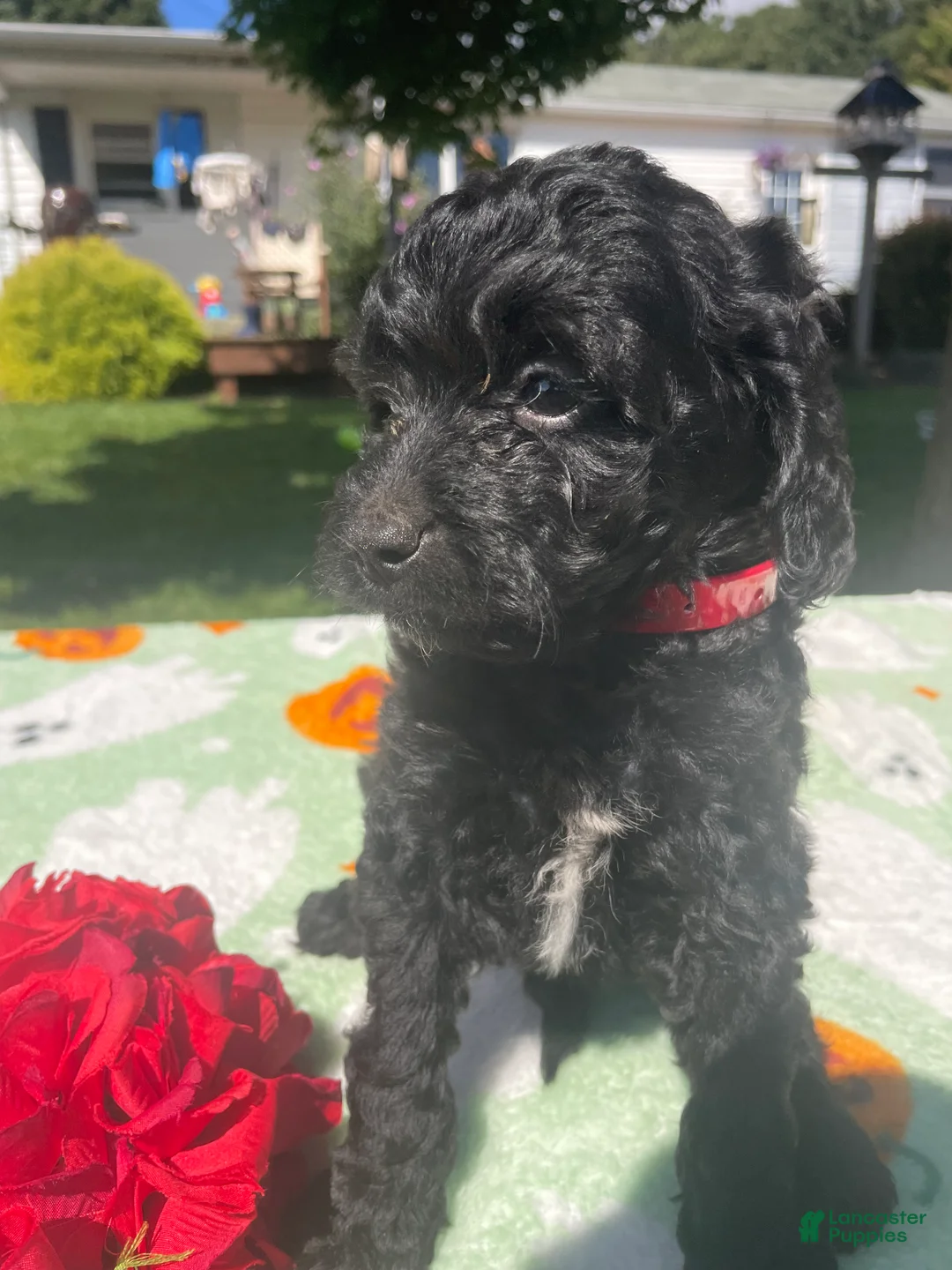 Cavapoo dogs for sale: Scooter - Ad 2