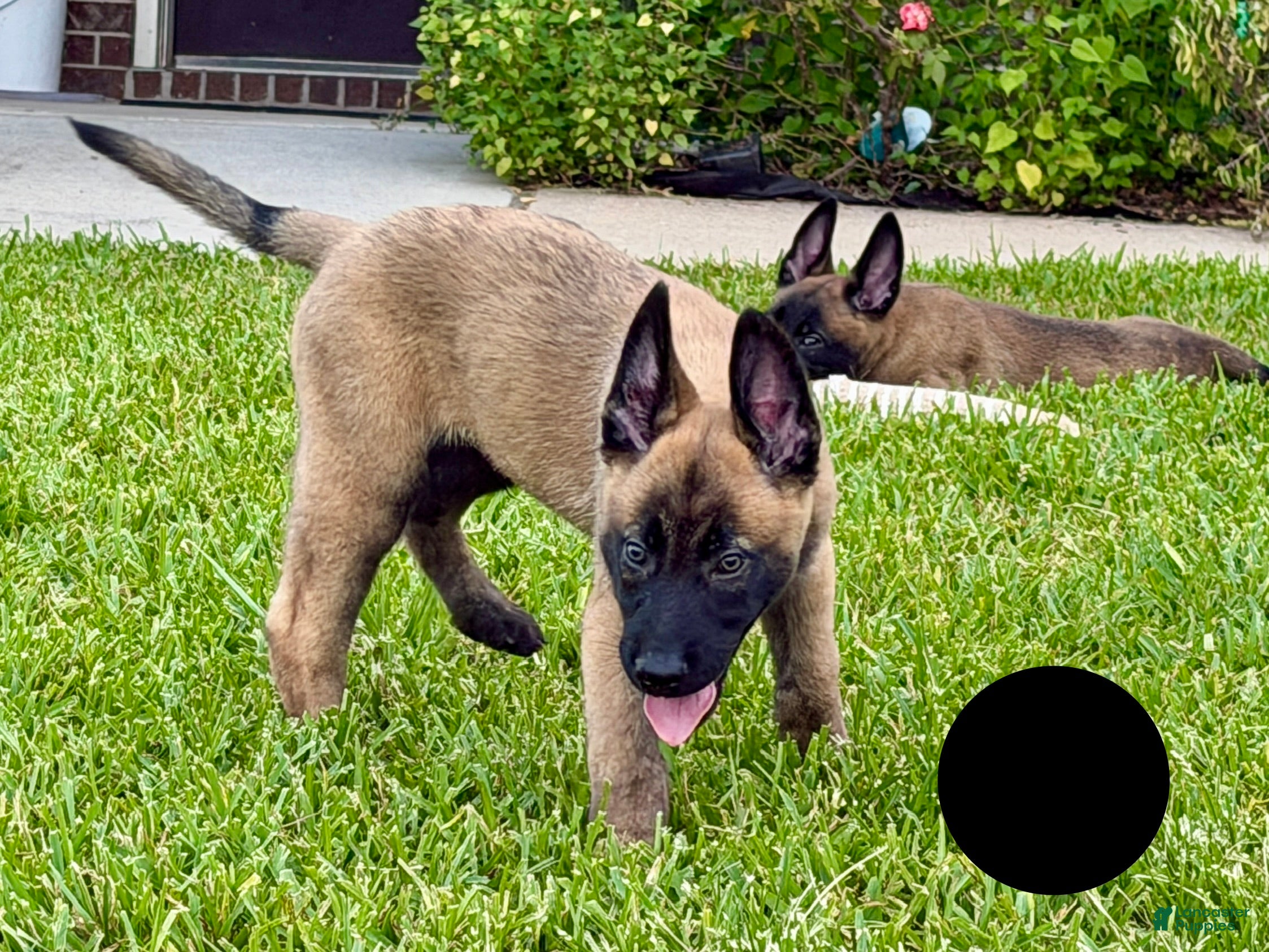 Belgian Malinois dogs Belgian Malinois 1 - Ad 6