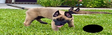 Belgian Malinois 1