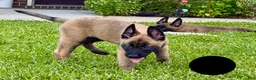 Belgian Malinois dogs for sale: Belgian Malinois 1 - Ad 1