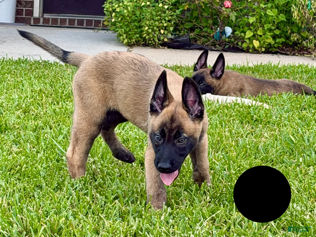 Belgian Malinois dogs for sale: Belgian Malinois 1 - Ad 1