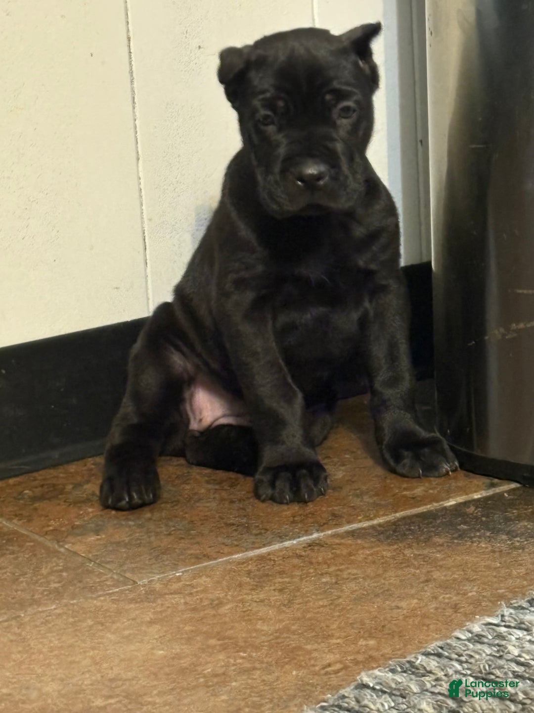 Cane Corso dogs for sale: DaVina - Ad 2