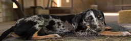 Catahoula Leopard Dog dogs for sale: Gypsie 2026 Male 3 - Ad 3