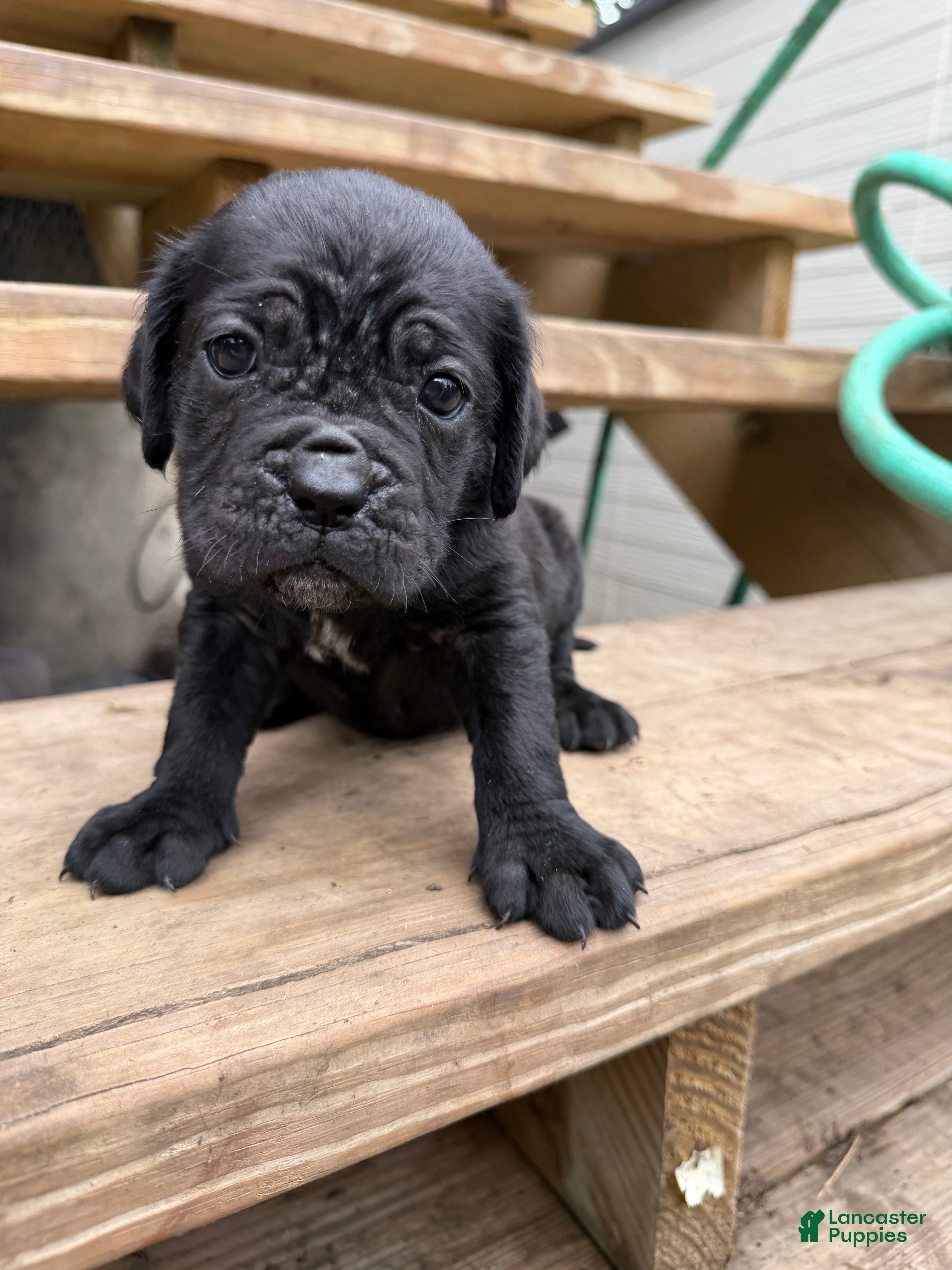 Cane Corso dogs Girl 2 - Ad 2