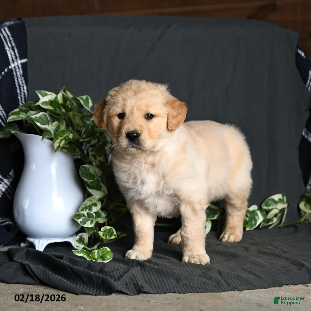 Golden Retriever dogs for sale: Remington - Ad 3