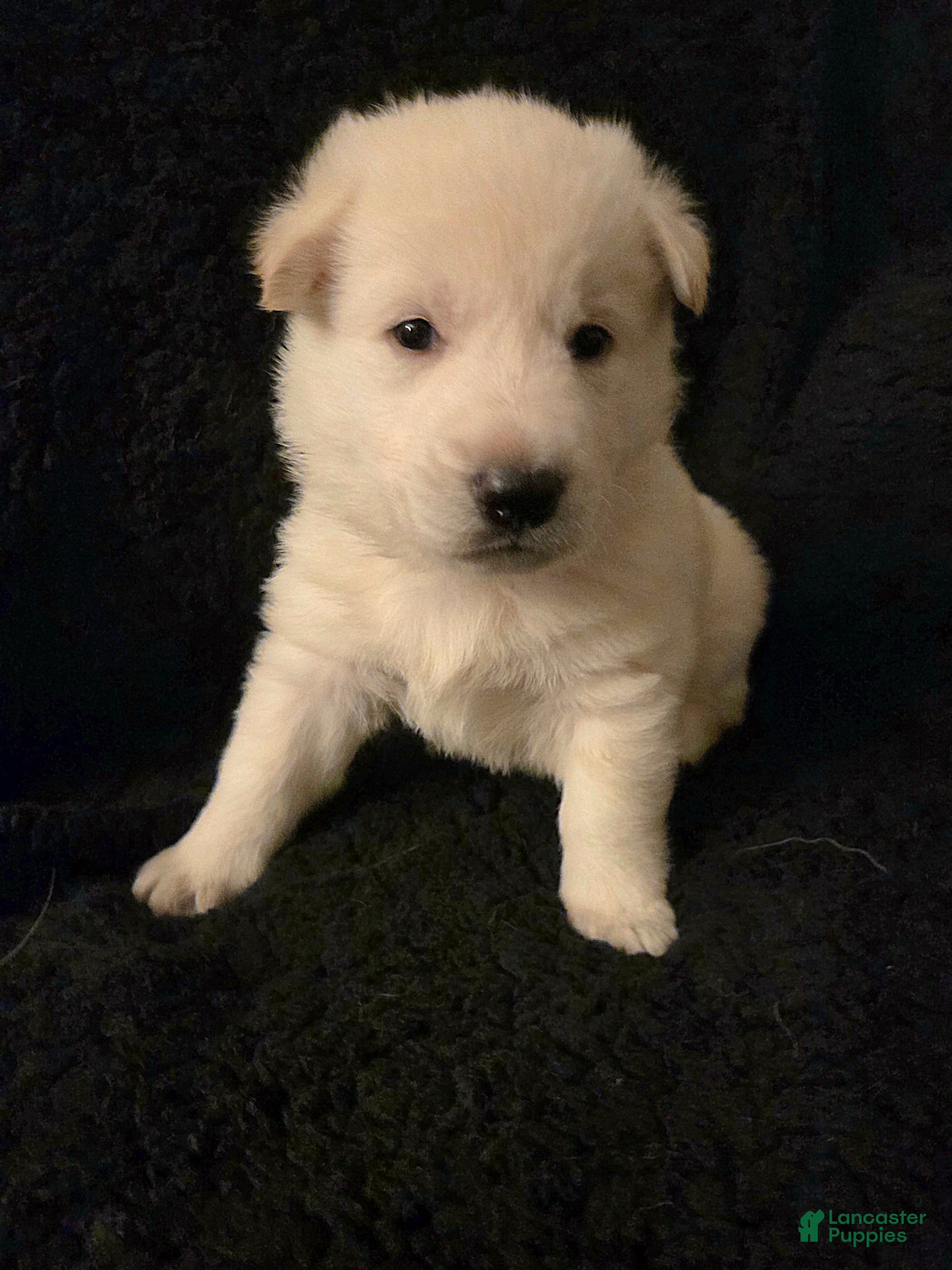 German Shepherd dogs Candy - Ad 2