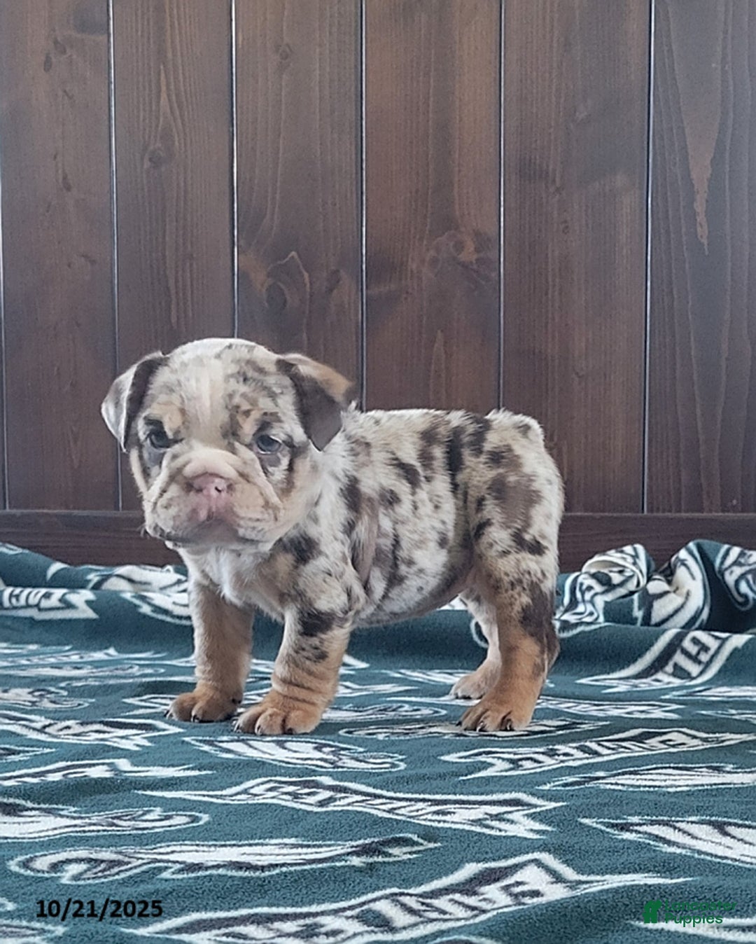 English Bulldog dogs for sale: Kira - Ad 4