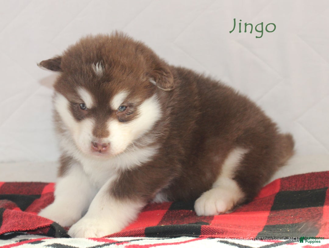 Alaskan Malamute dogs for sale: Jingo - Ad 1