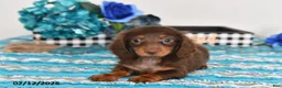 Miniature Dachshund dogs for sale: Fluffy - Ad 4
