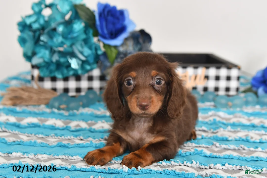 Miniature Dachshund dogs for sale: Fluffy - Ad 4