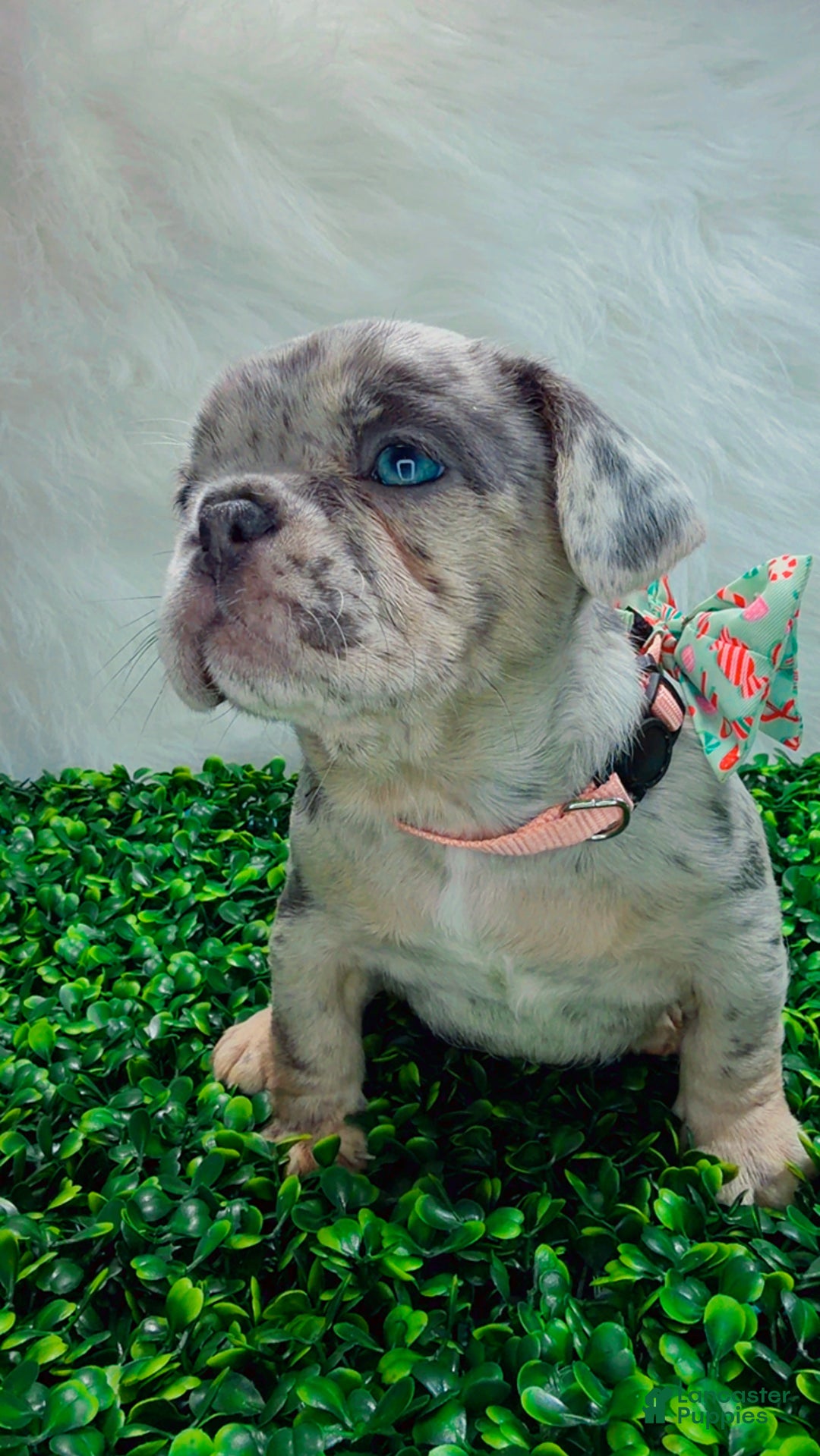 French Bulldog dogs for sale: TIFFANY - Ad 8