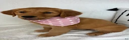 Golden Retriever dogs for sale: Gigi - Ad 4