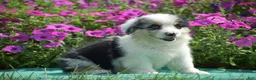 Welsh Corgi Pembroke dogs for sale: Jacob - Ad 6