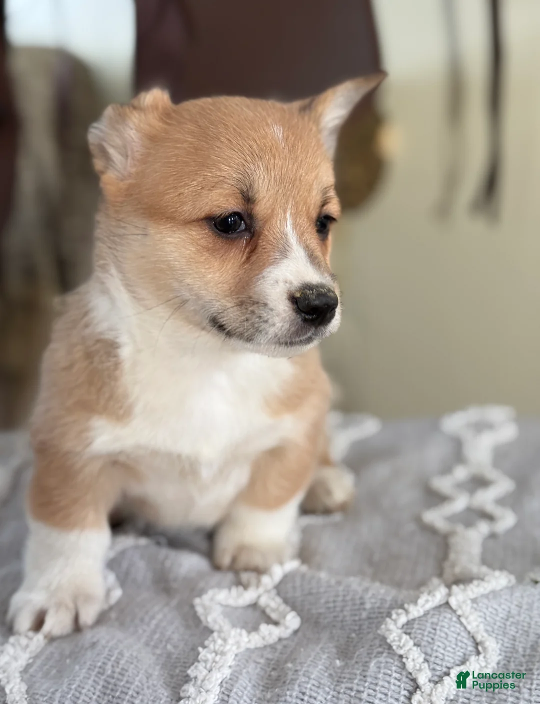 Welsh Corgi Pembroke dogs for sale: Fern - Ad 8