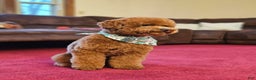 Miniature Poodle dogs for sale: Ginger - Ad 4