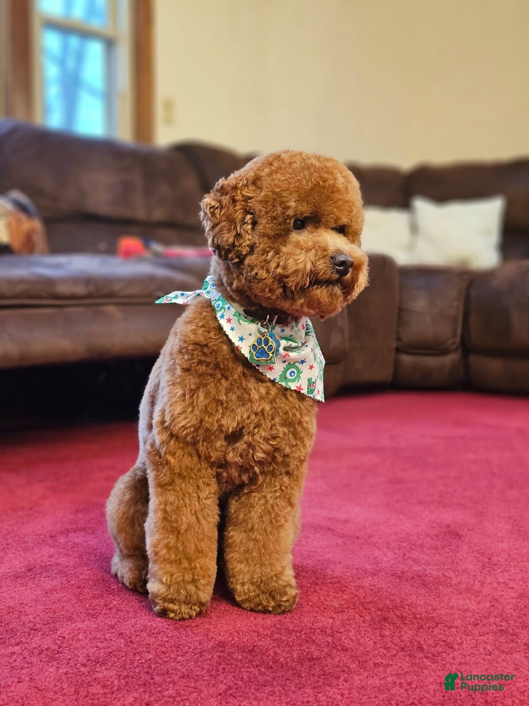 Miniature Poodle dogs for sale: Ginger - Ad 4