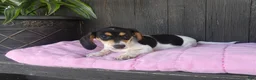 Miniature Dachshund dogs for sale: Violet - Ad 3