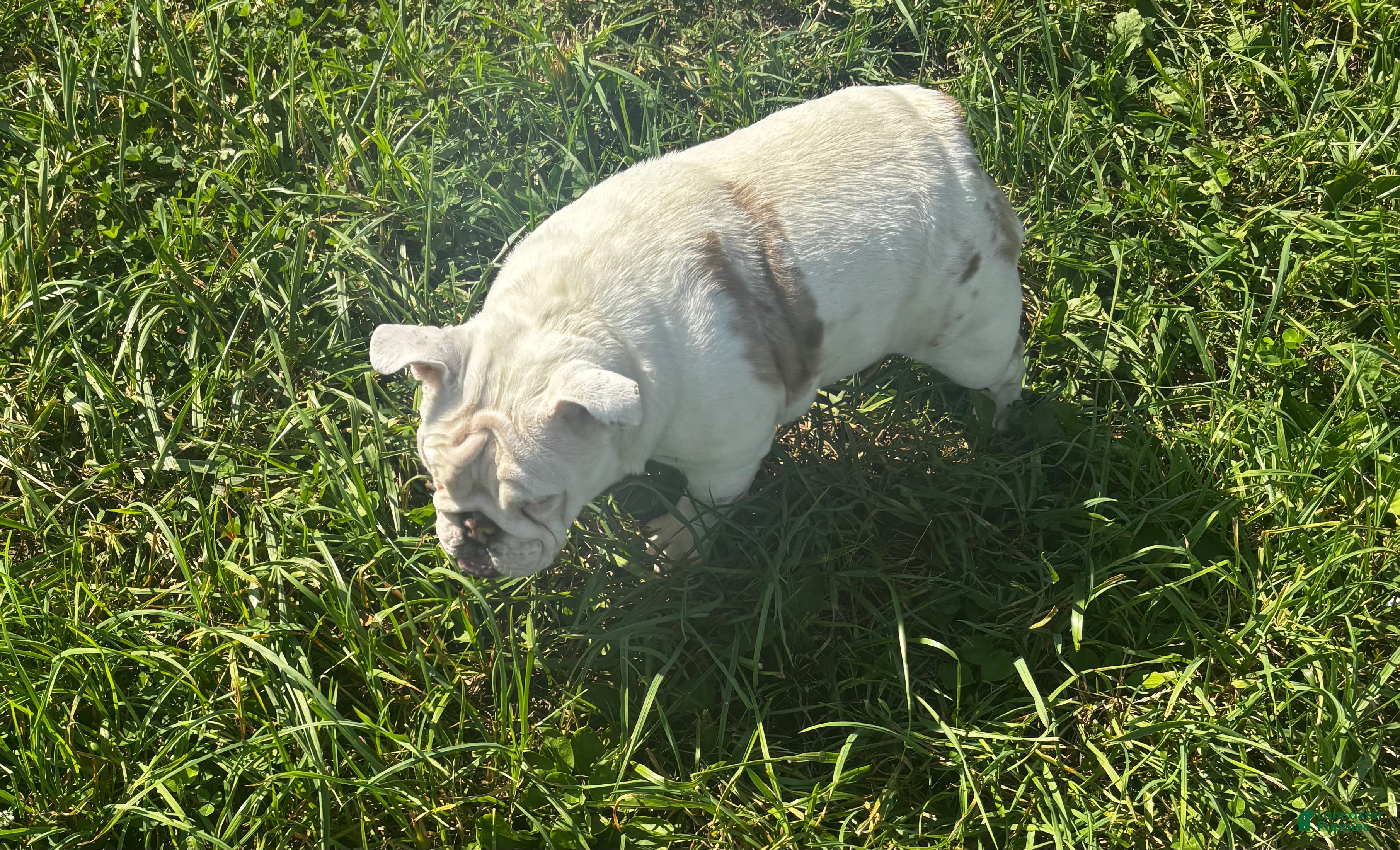 English Bulldog dogs Echo  - Ad 2