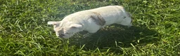 English Bulldog dogs for sale: Echo  - Ad 2