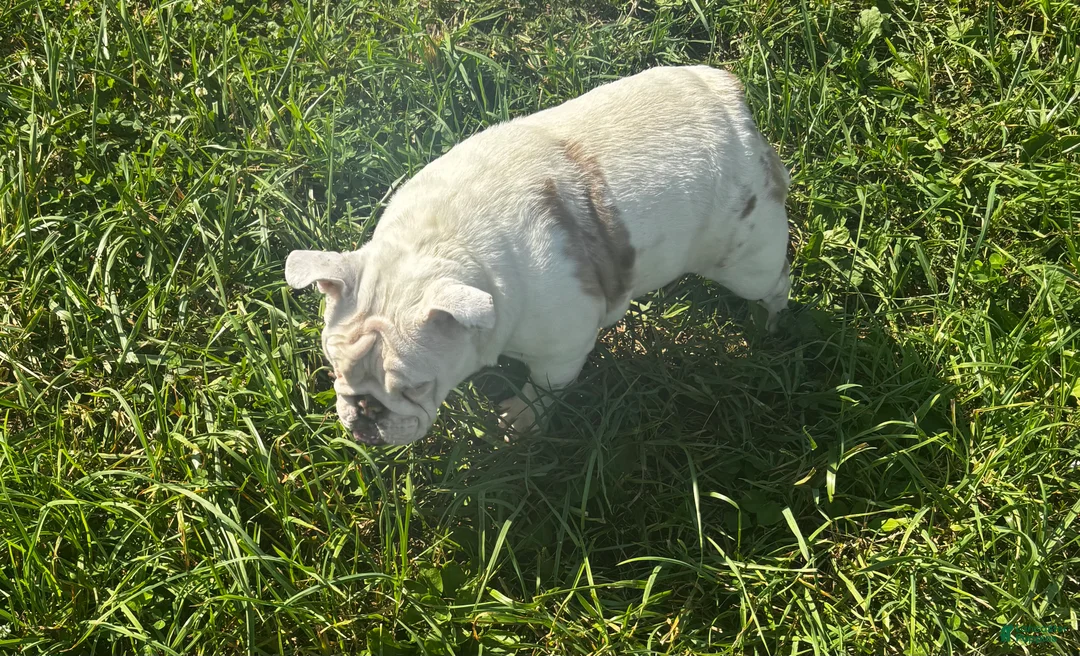 English Bulldog dogs for sale: Echo  - Ad 2