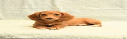 Dachshund dogs for sale: Faye - Ad 4