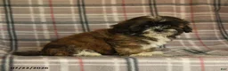 Mixed Breed dogs for sale: Uma - Ad 3