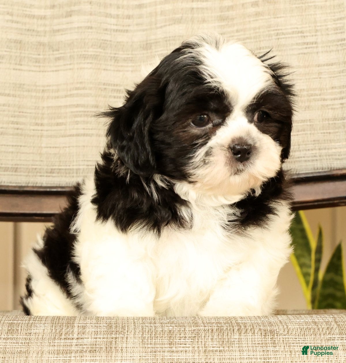 Malshi dogs for sale: Max - Ad 8