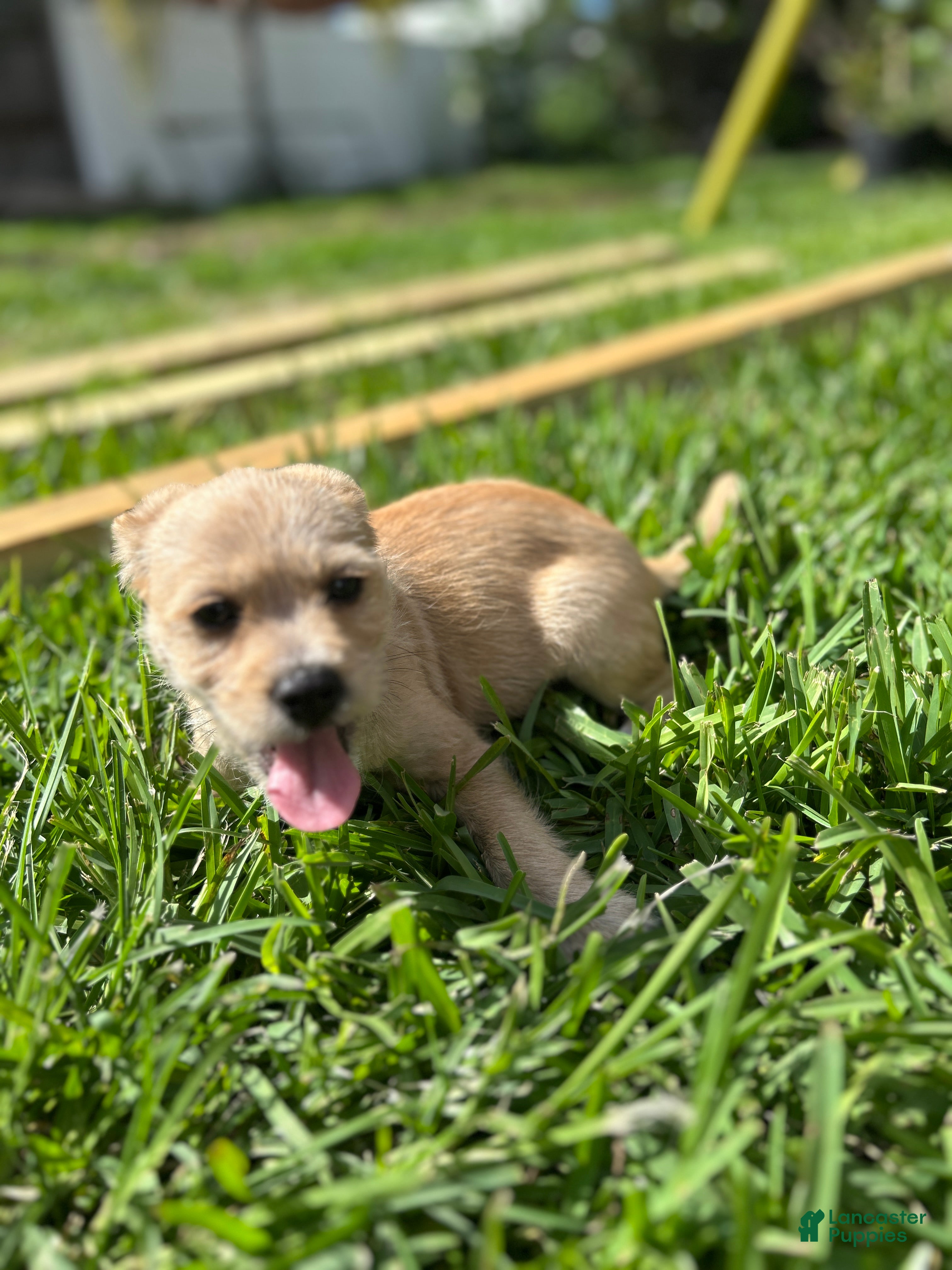 Mixed Breed dogs Mixed Breed Puppy 2 - Ad 2