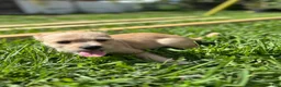Mixed Breed dogs for sale: Mixed Breed Puppy 2 - Ad 2