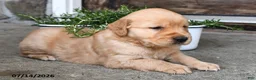 Golden Retriever dogs for sale: Zobo - Ad 3
