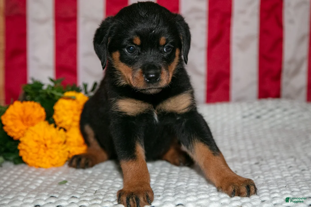 Rottweiler dogs for sale: Trudy - Ad 2