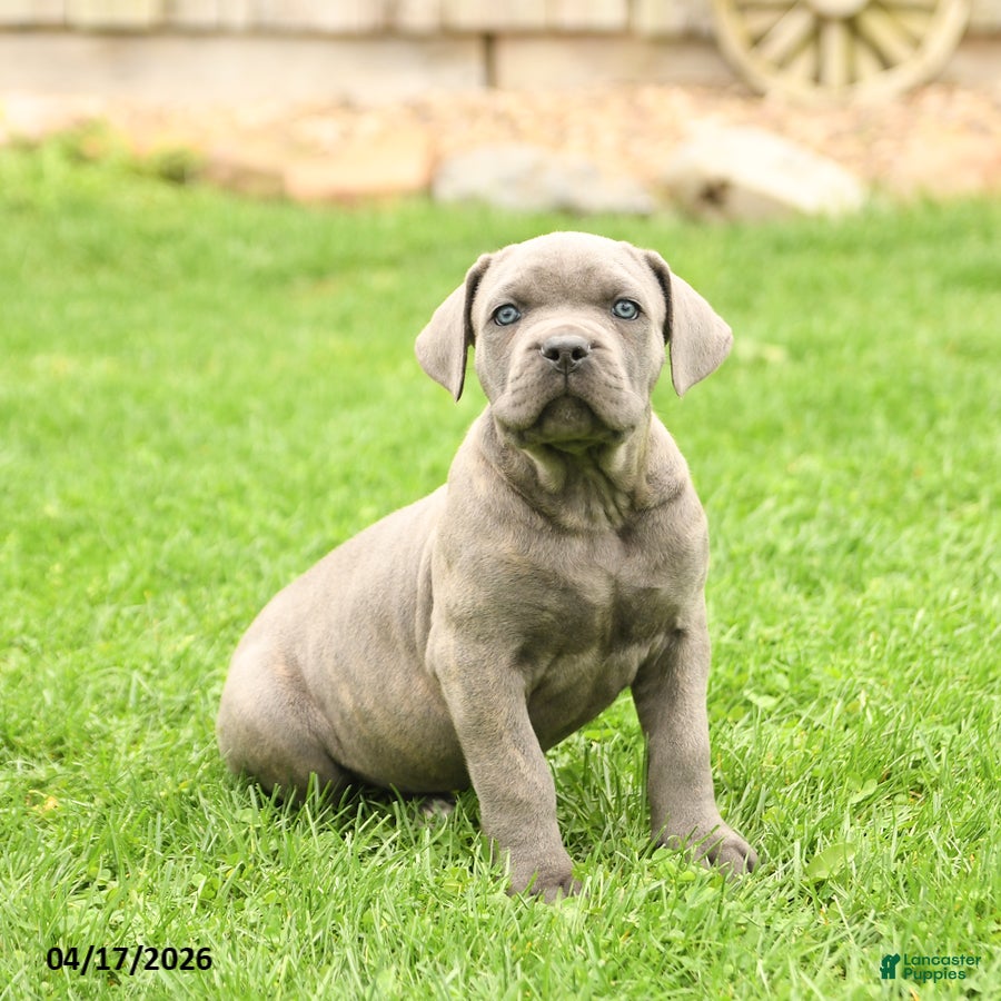 Cane Corso dogs Sterling - Ad 2