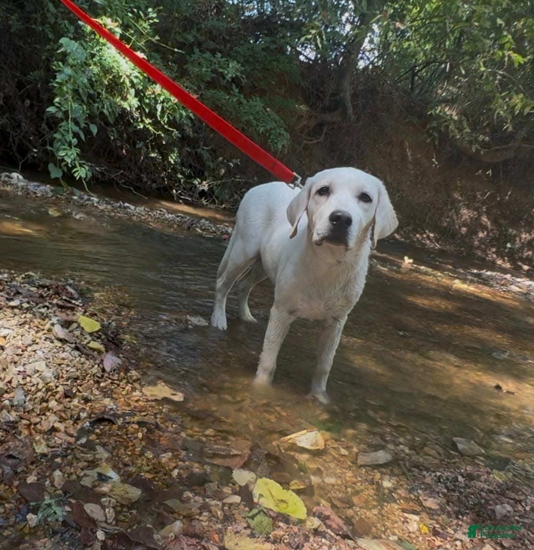Labrador Retriever dogs for sale: Labrador Retriever Jackie - Ad 1