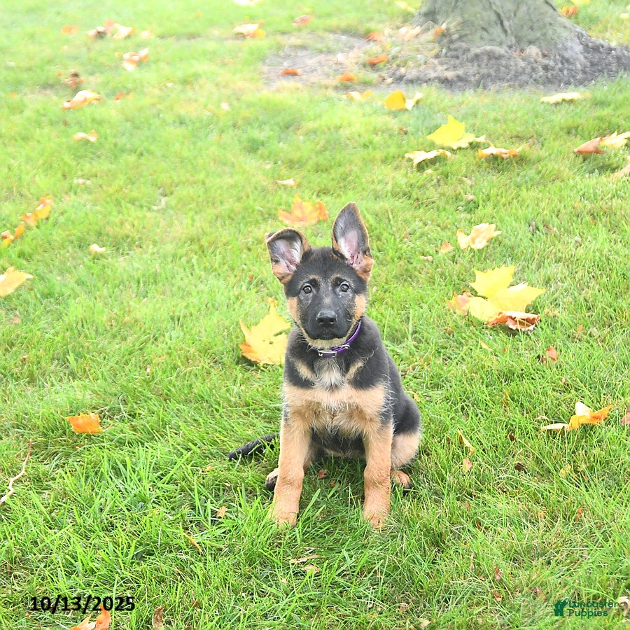 German Shepherd Puppies for sale in Indiana Lancaster Puppies