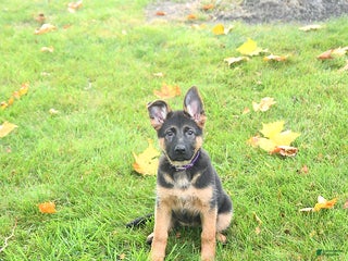 German Shepherd dogs - Ad 14