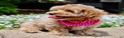 Maltipoo dogs for sale: Sugar - Ad 4