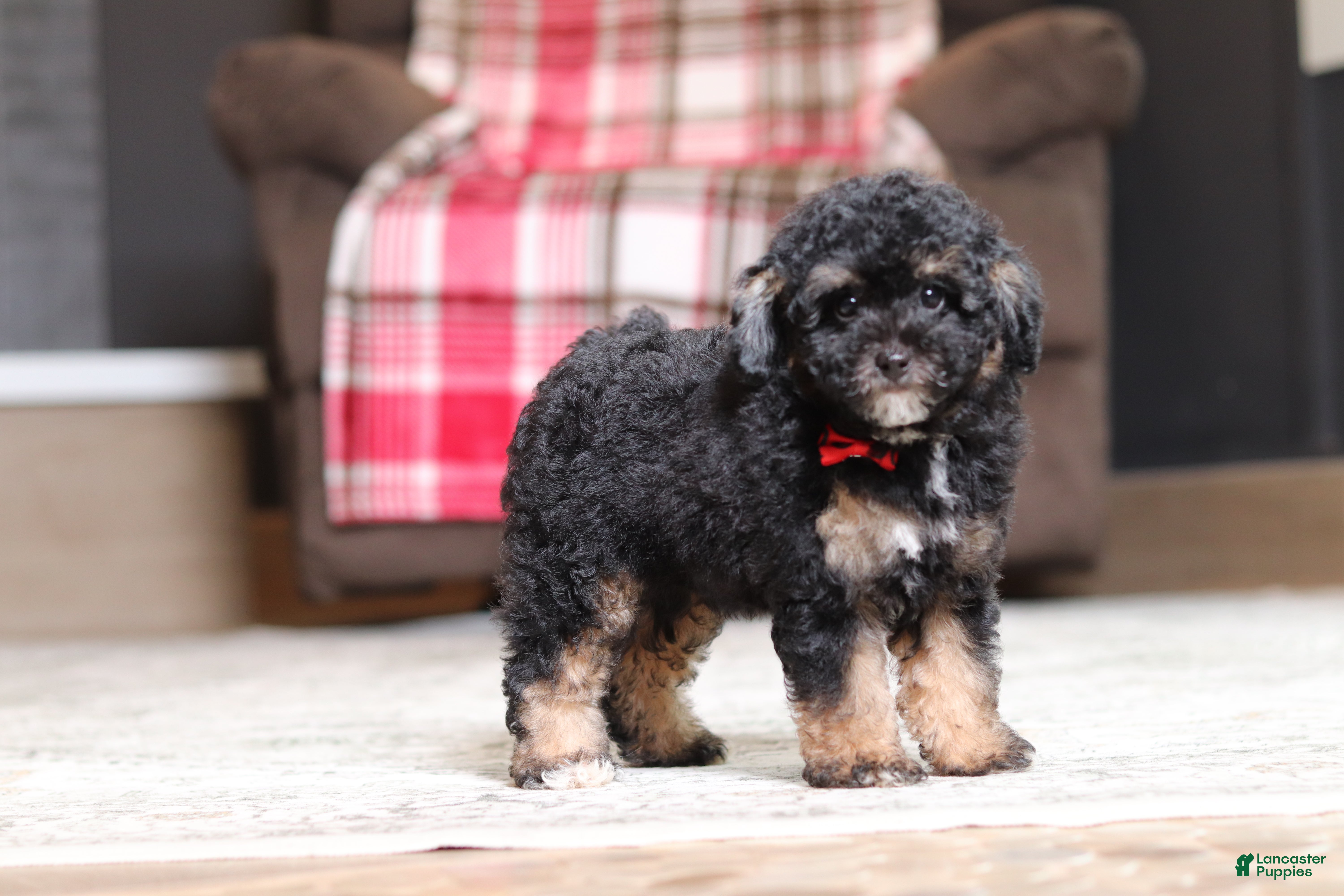 Miniature Poodle dogs Axcel - Ad 2