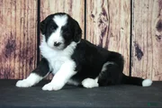 Sheepadoodle Puppy 8