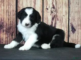 Sheepadoodle dogs Sheepadoodle Puppy 8 - Ad 33