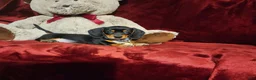 Miniature Dachshund dogs for sale: JASPER  - Ad 2