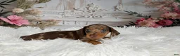 Miniature Dachshund dogs for sale: AKC-Charlotte - Ad 4