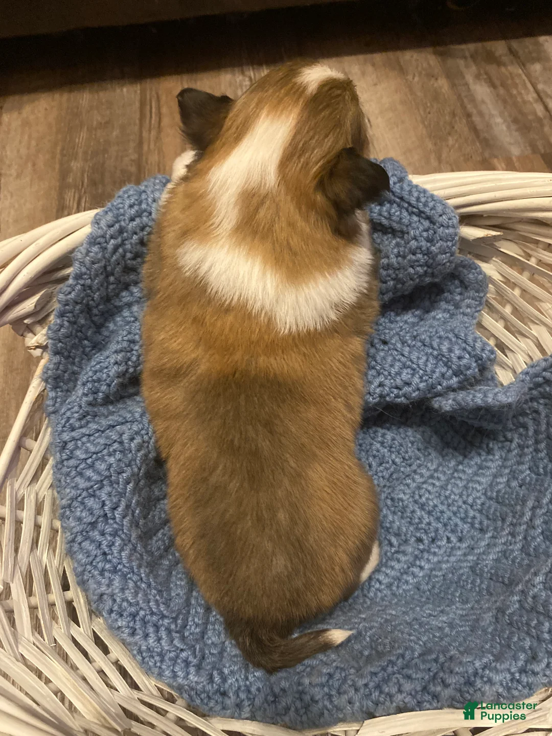Shetland Sheepdog dogs for sale: Shetland Sheepdog Puppy 2 - Ad 7