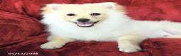 Pomeranian dogs for sale: Pogo - Ad 3