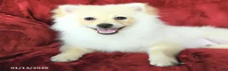 Pomeranian dogs for sale: Pogo - Ad 3