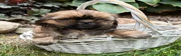 Shih Tzu dogs for sale: Casi - Ad 3