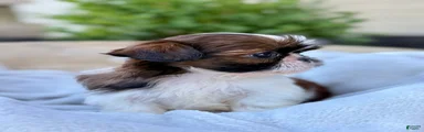 AKC Letti