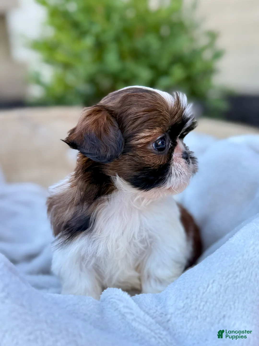 Shih Tzu dogs for sale: AKC Letti - Ad 1