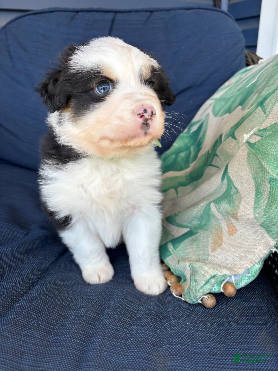 Australian Shepherd dogs for sale: Australian Shepherd- Duke - Ad 2
